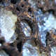 Detail of a partially decalcified Allosaurus bone fossil at Yale Peabody Museum.